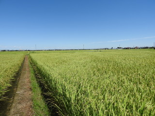Green rice farm and Blue sky