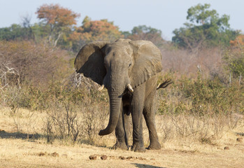 Fototapeta premium African elephant at a waterhole