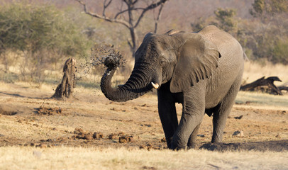 African elephant at a waterhole