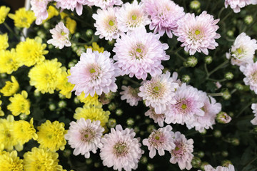 yellow and pink chrysanthemums flowers in full frame natural background. autumn plants