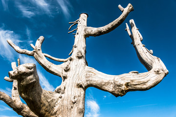 dead tree