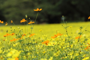 キバナコスモス