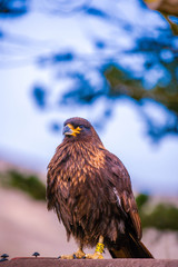 Portrait shots of different species of birds in Antarctica