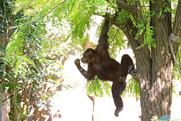 orangutan in the jungle