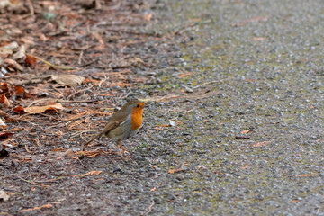 A Little Robin on the Ground in Winter