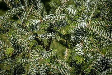 Green and silvery spruce needles on the branches of Abies koreana 'Silberlocke'. Openwork texture of natural greenery.