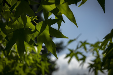 Dark green leaves of Liquidambar styraciflua, Ambeer tree against the blue sky. Ambeer tree in focus edged with blurred green leaves, in summer day. Openwork texture of natural greenery.