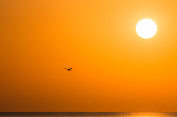 The heron flies over the sea against the backdrop of the setting sun.