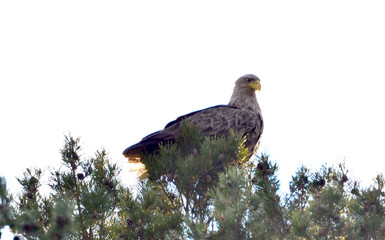 Eagle 