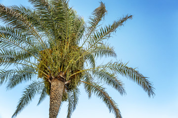 Fototapeta na wymiar Beautiful palm tree against a clear blue sky, close-up