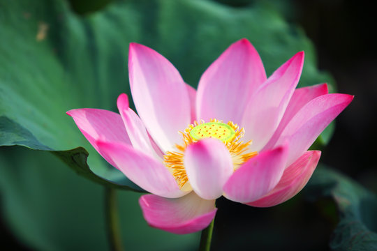 Fototapeta pink lotus flower blossom blooming in pond with green background.