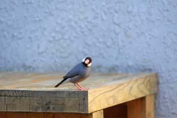 Java sparrow