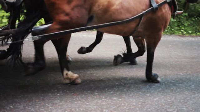 Close-up horse hooves running on road slow motion speed animal hoof close-up dirt fast gallop leg outdoors race exterior equine legs stallion color film image low movement part hooves