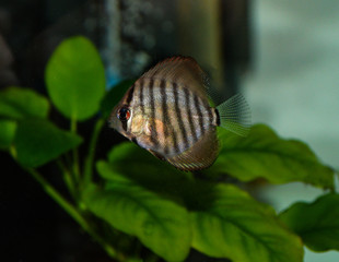 Turquoise Discus (Symphysodon Aequifaciatus Haraldi-juvenile) in freshwater aquarium