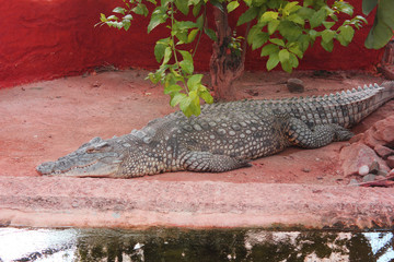 A crocodile next to the lake 