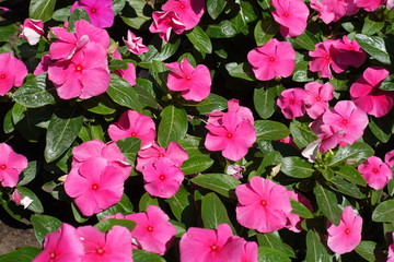 Simple pink flowers of Catharanthus roseus from above