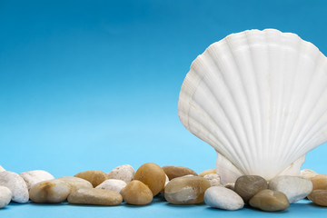 Close up photo of white shell and stones