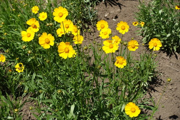 Yellow flowers of Coreopsis lanceolata in early June