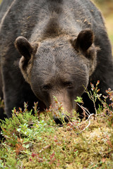Bear eating blueberries. Hungry bear.