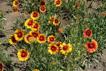 Bright colorful yellow and red flowers of Gaillardia aristata