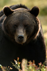 Bear face. Dark bear portrait.