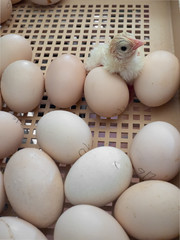 Cute, happy and healthy newly hatched baby Bresse Gauloise French breed chick in its incubator among eggs. A new life cracking itself out of the shell and see the world outside for the first time.