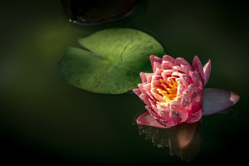 The bud of the pink Nymphaea 'Perry's Orange Sunset' is reflected in the water. Dark green background. Place for your text.