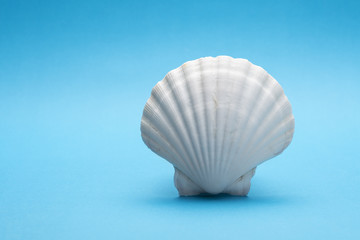 Close up photo of white shell on blue background