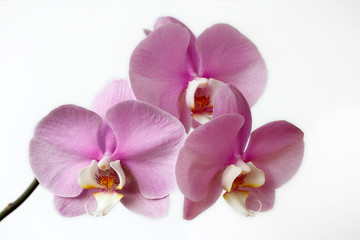 Naklejka na ściany i meble Pink-white orchid (orchidaceae) flower on the white background