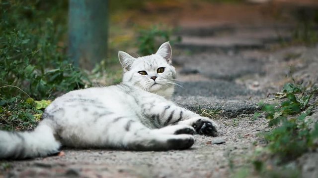 Cat leash climbing on to a tree Low angle view of British tabby cat climbs on the thin tree backyard lying yawing lazy