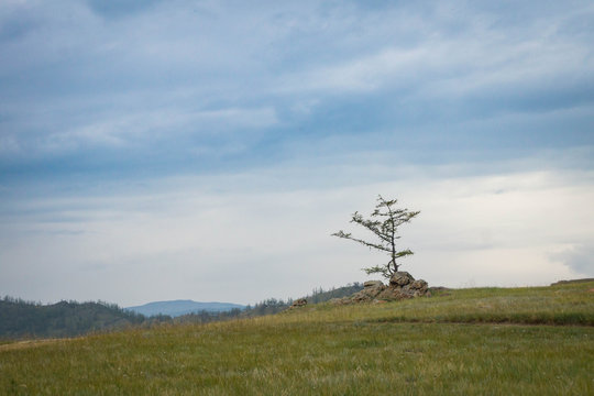 View at larch tree in the steppe of lake Baikal