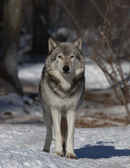 Obraz premium A lone Timber wolf or Grey Wolf (Canis lupus) walking in the winter snow in Canada
