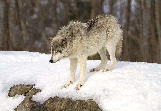 A lone Timber wolf or Grey Wolf (Canis lupus) walking in the winter snow in Canada