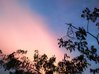 Trees in sunset background