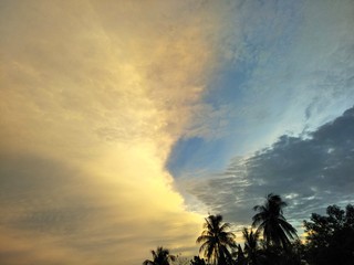 Trees in sunset background
