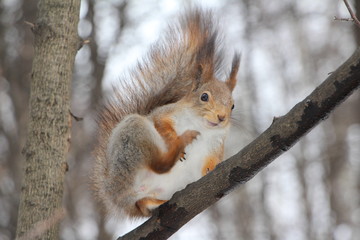 Fototapeta premium squirrel