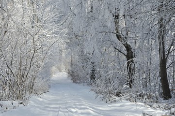 Winter path