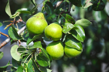 Ripe pear on the branch