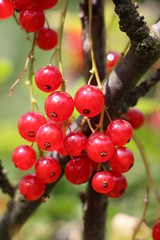 red currant