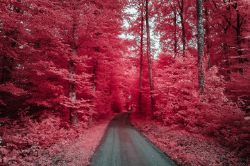 Chemin forestier en infrarouge