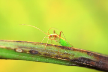 stinkbug on green leaf in the wild