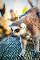 Ring-tailed Lemur 'Lemur Catta' in safari-park, Krasnodar, Russia