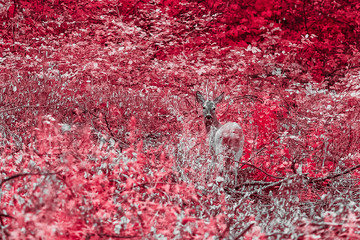 Chevreuil en lisière de forêt en infrarouge.