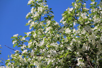 Blooming Apple tree