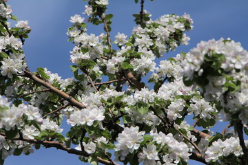 Blooming Apple tree