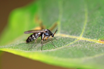insects on the leaves in the wild