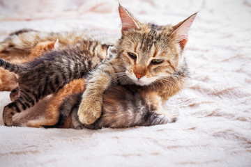 Grey mother cat nursing her babies kittens, close up
