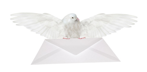 Obraz premium dove carrying white envelope bottom view