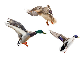 three flying mallard ducks isolated on white