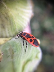 Closeup of Orange and black beetle bug with pattern on its back on green plant with macro lens